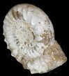 Massive Wide Ammonite Fossil With Stand #21927-3